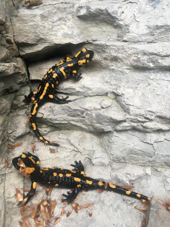 Chalupa Skalka Ceska Metuje Eksteriør bilde
